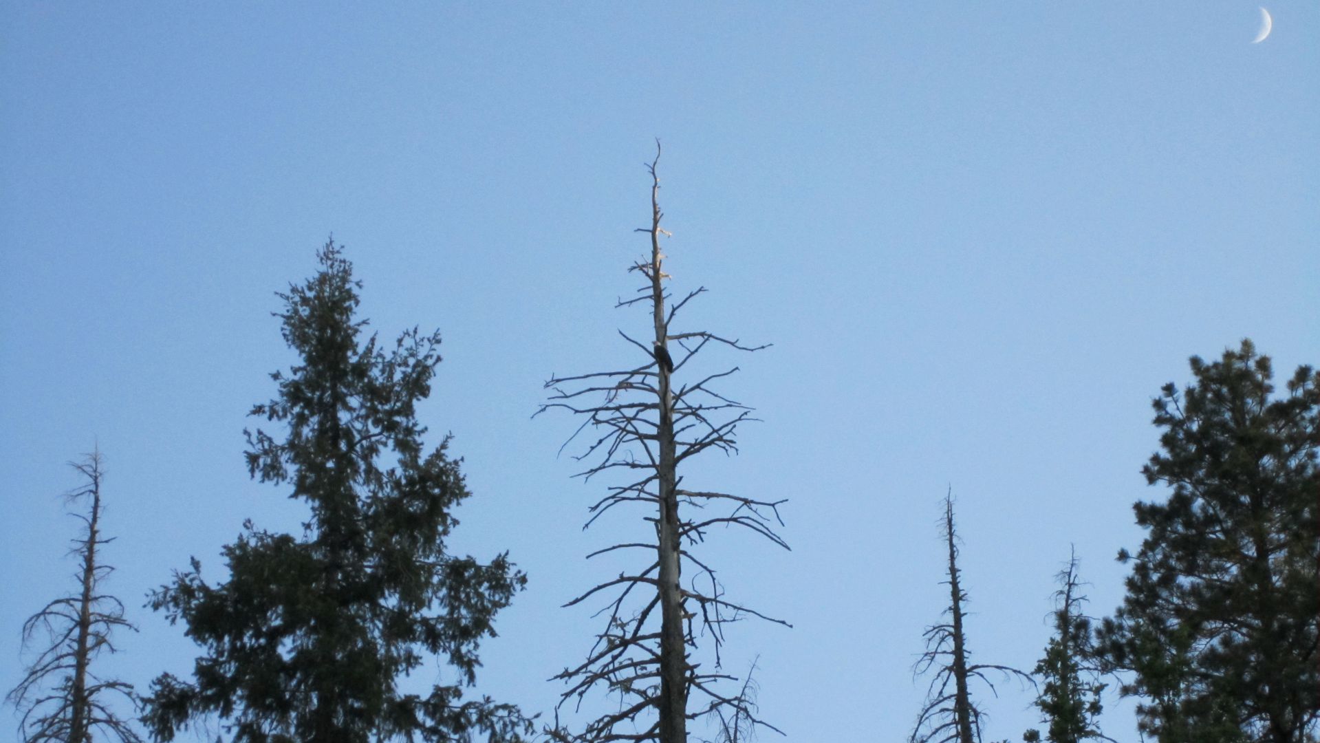 There is an American Bald Eagle in the middle tree with a cool moon accent in the upper right.