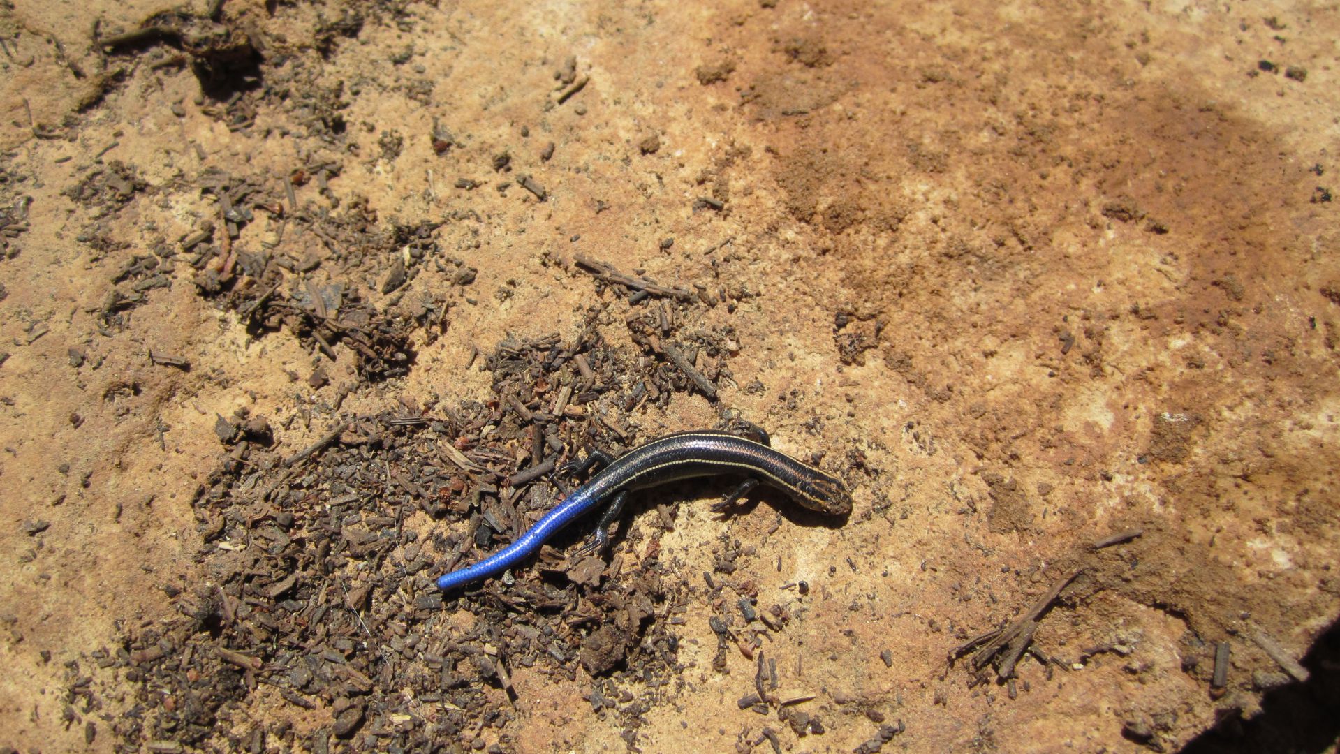 I call it the blue tailed stripe back.