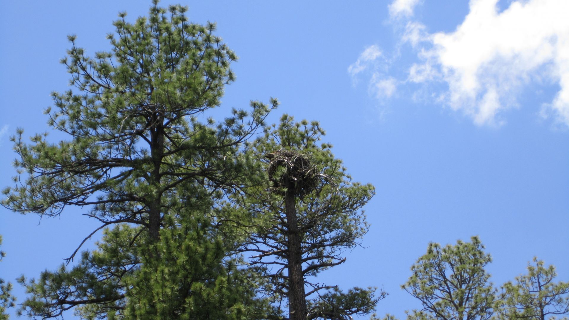 An Eagle watching over its nest.