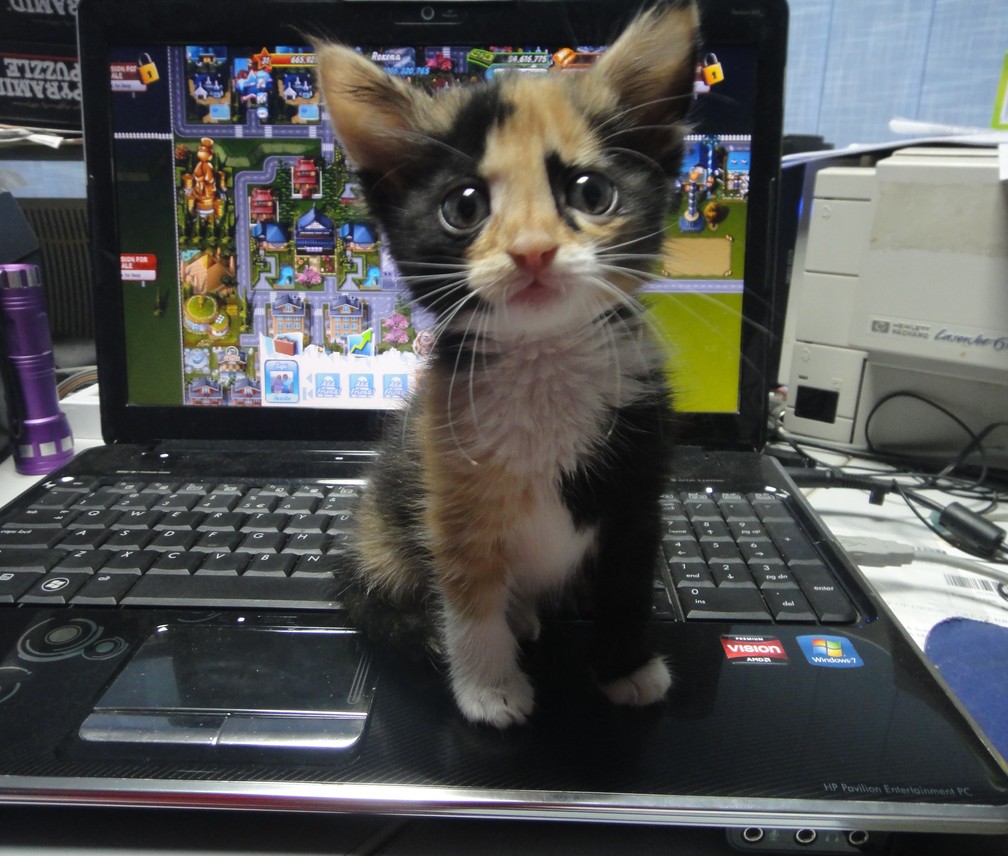 Y U NO PLAY WITH ME?