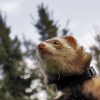 SuperFerret